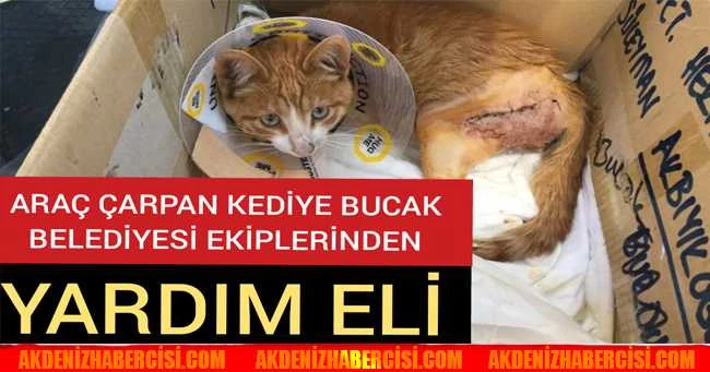 ARAÇ ÇARPAN KEDİYE BUCAK BELEDİYESİ EKİPLERİNDEN YARDIM ELİ