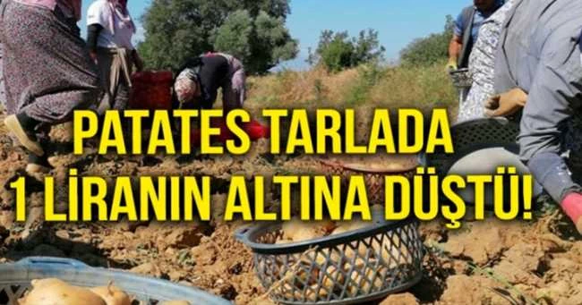 Patates tarlada 1 liranın altına düştü