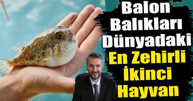 Prof. Dr. Mehmet Cengiz Deval: Balon Balıkları Dünyadaki En Zehirli İkinci Hayvan
