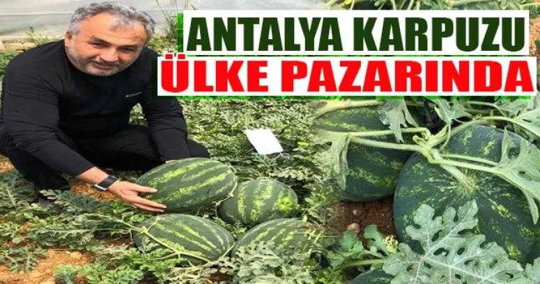 ANTALYA KARPUZU ÜLKE TEZGAHLARINDA