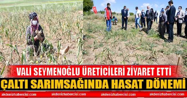 ÇALTI SARIMSAĞINDA HASAT DÖNEMİ