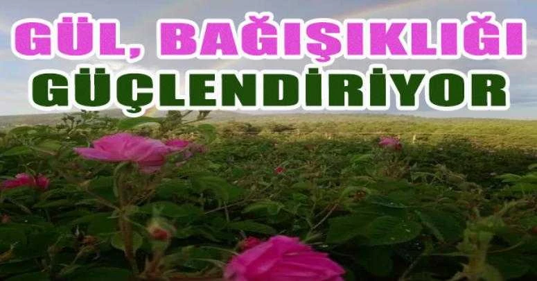 GÜL, BAĞIŞIKLIĞI GÜÇLENDİRİYOR