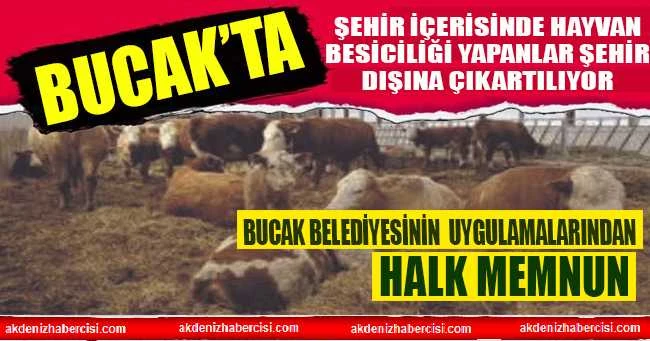 BUCAK’TA ŞEHİR İÇERİSİNDE HAYVAN BESİCİLİĞİ YAPANLAR ŞEHİR DIŞINA ÇIKARTILIYOR