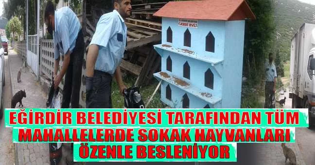 EĞİRDİR BELEDİYESİ TARAFINDAN SOKAK HAYVANLARI ÖZENLE BESLENİYOR