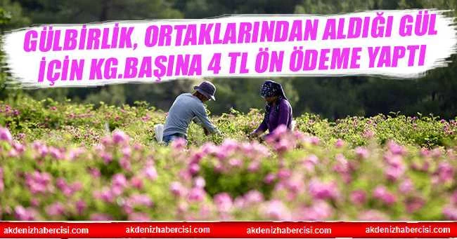 GÜLBİRLİK, ORTAKLARINDAN ALDIĞI GÜL İÇİN KG.BAŞINA 4 TL ÖN ÖDEME YAPTI