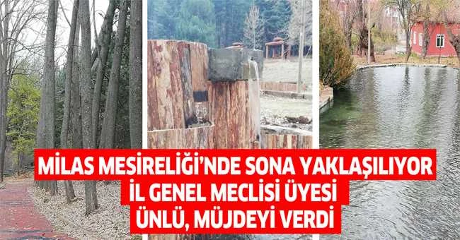 MİLAS MESİRELİĞİ’NDE SONA YAKLAŞILIYOR