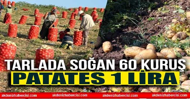 Tarlada soğan 60 kuruş, patates 1 lira