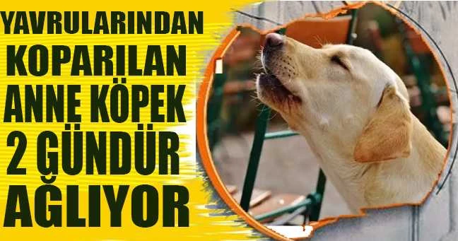 ISPARTA