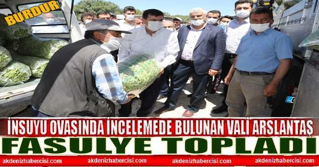 İNSUYU OVASINDA İNCELEMEDE BULUNAN VALİ ARSLANTAŞ FASULYE TOPLADI