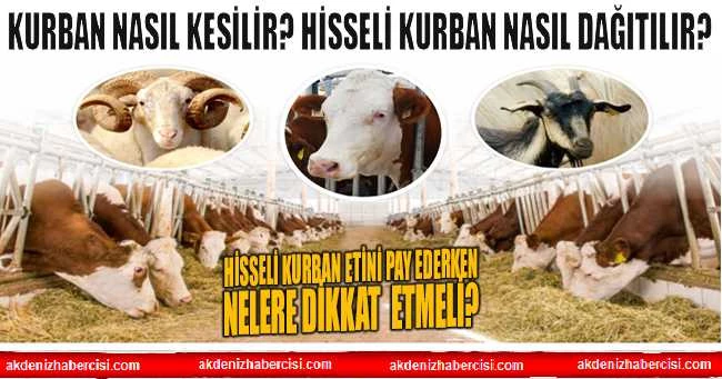 Kurban nasıl kesilir? Hisseli kurban nasıl dağıtılır?