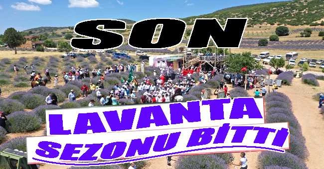 LAVANTA SEZONU BİTTİ: LAVANTA İLE GÜZEL BİR SEZON YAŞANDI