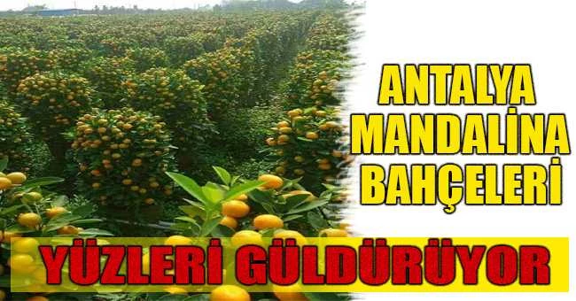 MANDALİNA YÜZLERİ GÜLDÜRÜYOR