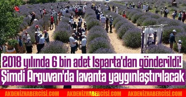 2018 yılında 6 bin adet Isparta