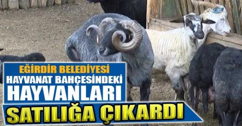 Eğirdir Belediyesi Hayvanat Bahçesindeki hayvanları satılağa çıkardı