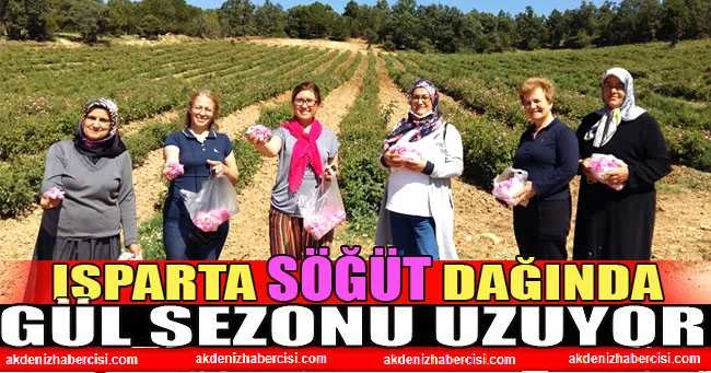 GÜL SEZONU BİTTİ DİYE ÜZÜLMEYİN SÖĞÜT DAĞINDA GÜLLER YENİ AÇILIYOR