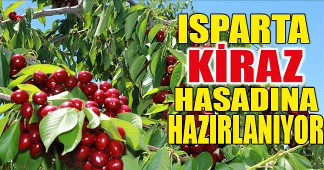 ISPARTA KİRAZ HASADINA HAZIRLANIYOR
