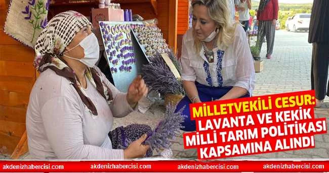 MİLLETVEKİLİ CESUR: LAVANTA VE KEKİK MİLLİ TARIM POLİTİKASI KAPSAMINA ALINDI