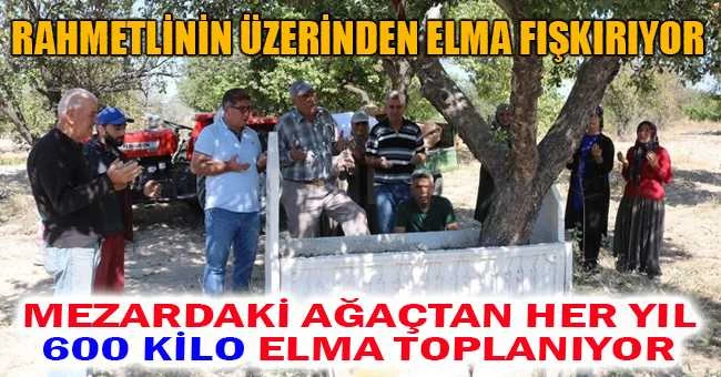 MEZARDAKİ AĞAÇTAN HER YIL 600 KİLO ELMA TOPLANIYOR