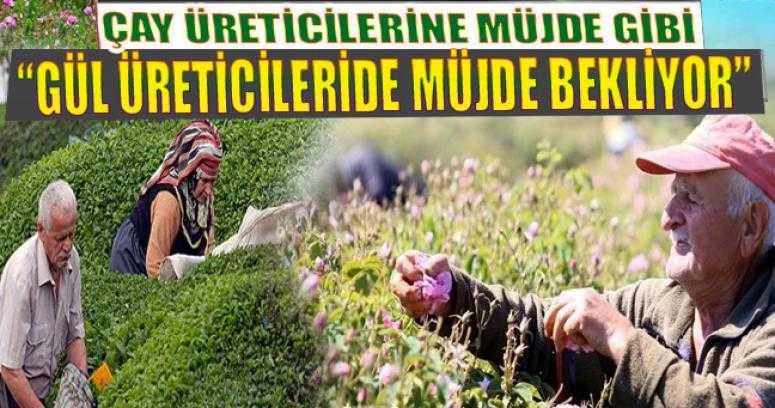GÜL ÜRETİCİLERİNİ FİYAT KORKUSU SARDI