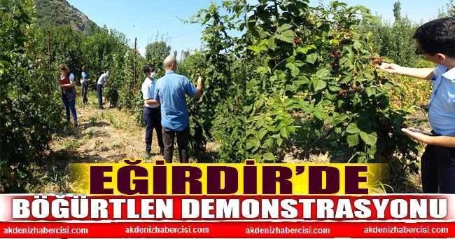 EĞİRDİR’DE BÖĞÜRTLEN DEMONSTRASYONU