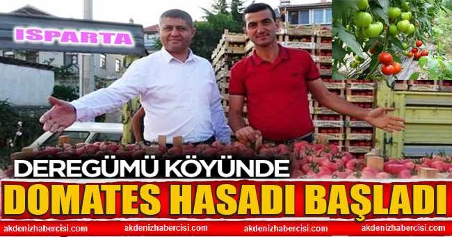 Isparta Deregümü Köyünde Domates Hasadı Başladı