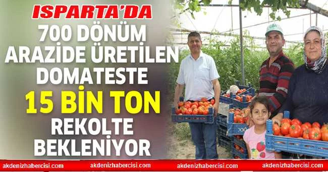 700 DÖNÜM ARAZİDE ÜRETİLEN DOMATESTE 15 BİN TON REKOLTE BEKLENİYOR