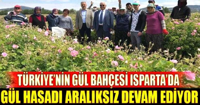 Türkiye’nin gül bahçesi Isparta’da gül hasadı aralıksız devam ediyor.