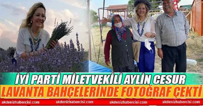 MİLLETVEKİLİ CESUR LAVANTA BAHÇELERİNDE FOTOĞRAF ÇEKTİRDİ