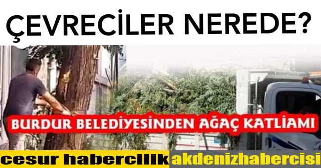BURDUR BELEDİYESİNDEN AĞAÇ KATLİAMI