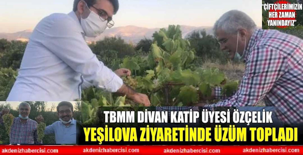 Milletvekili Özçelik Yeşilova Ziyaretinde Üzüm Topladı
